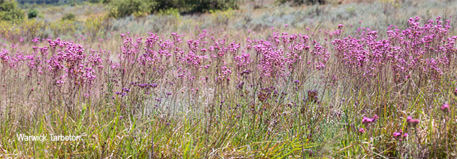Campuloclinium macrocephalum